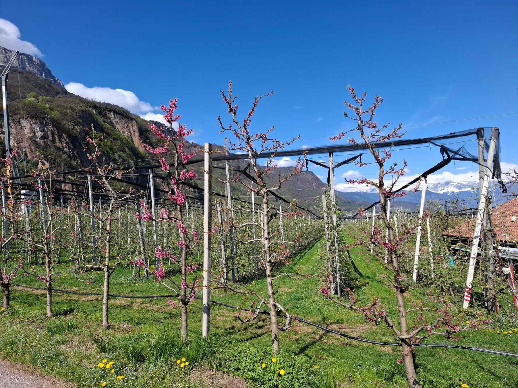 Versigglhof Appiano Sulla Strada Del Vino Exterior photo